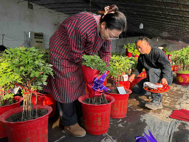催花牡丹走俏年宵花市场